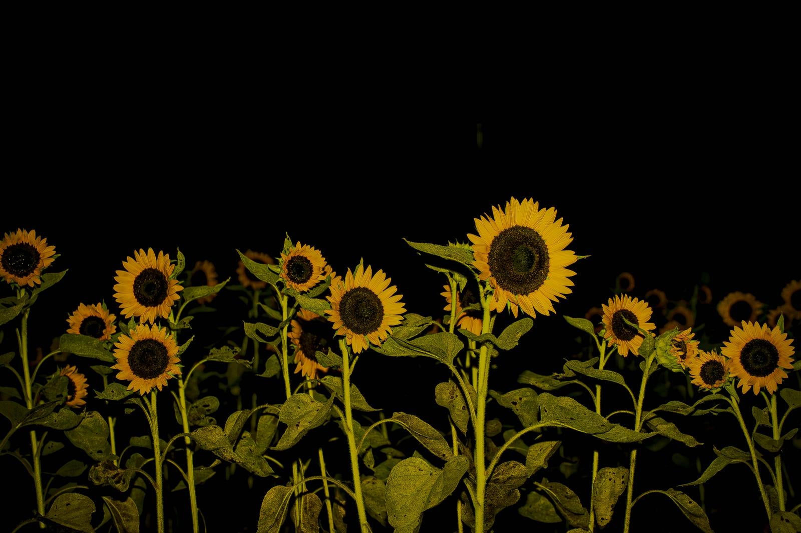 「夜空の下で静かに存在感を放つヒマワリ畑」の写真
