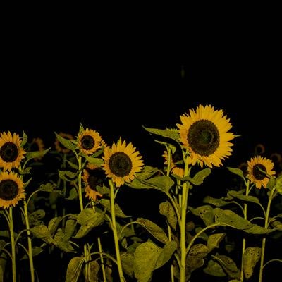 夜空の下で静かに存在感を放つヒマワリ畑の素材