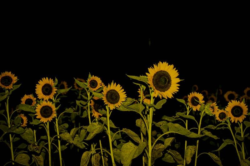 夜空の下で静かに存在感を放つヒマワリ畑の写真
