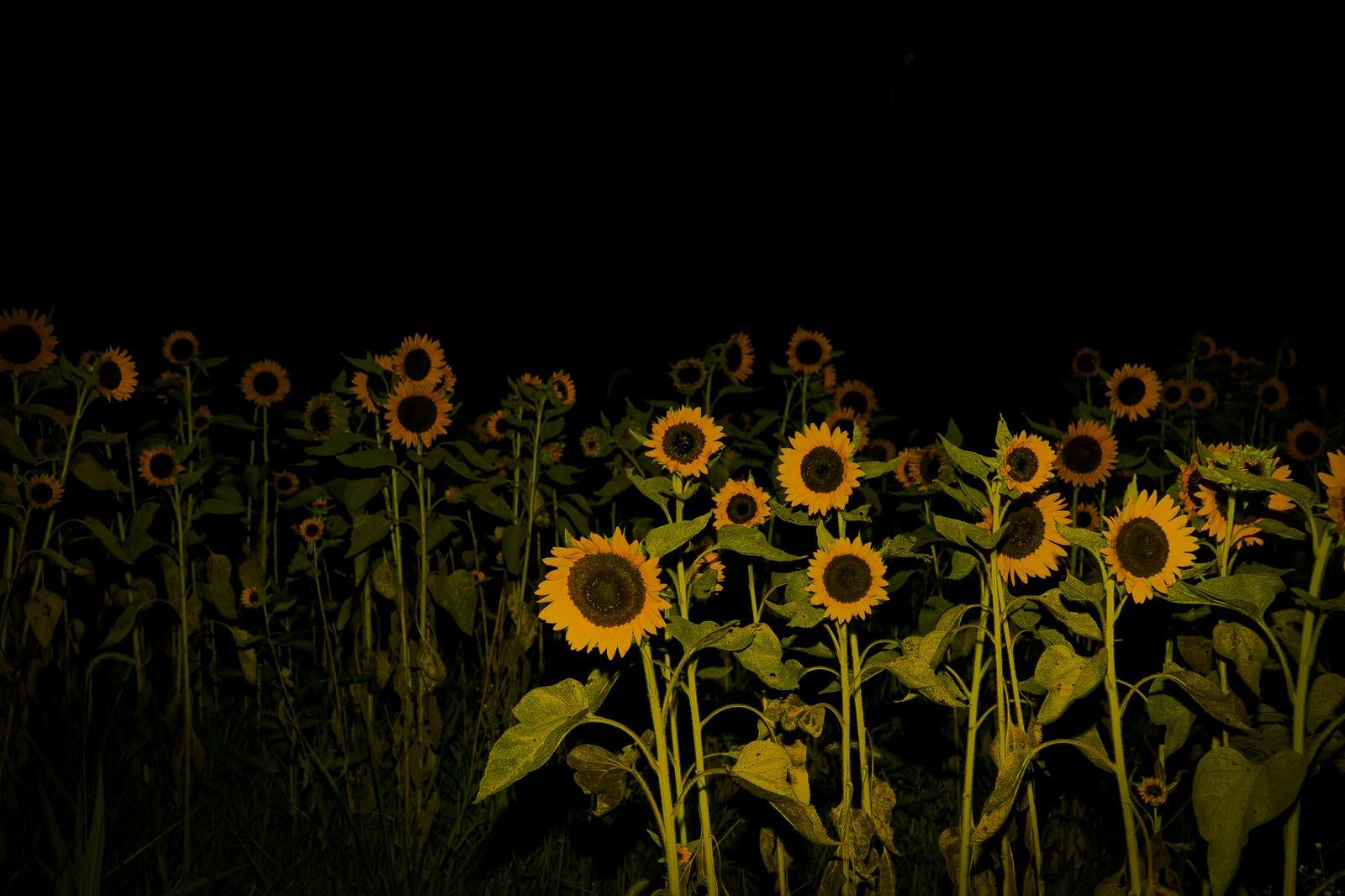 「夜空を背景に浮かび上がるヒマワリの群れ」の写真