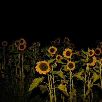 夜空を背景に浮かび上がるヒマワリの群れの写真
