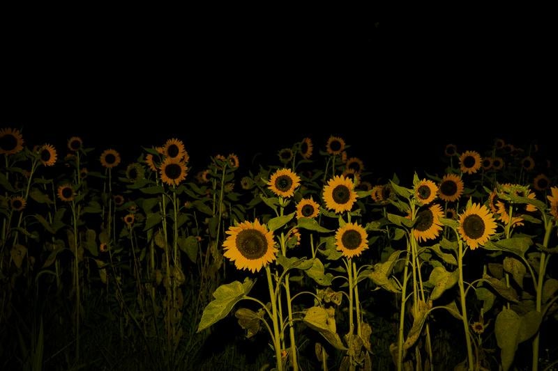 夜空を背景に浮かび上がるヒマワリの群れの写真