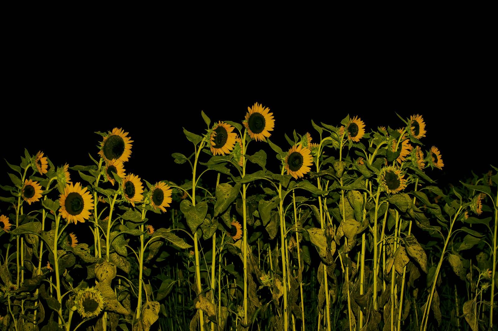 「夜の闇に輝く向日葵の花々」の写真