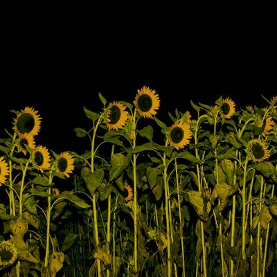 夜の闇に輝く向日葵の花々の写真