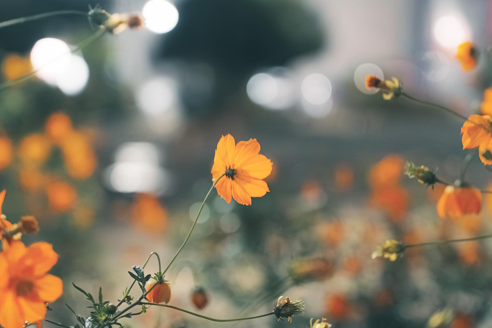 「柔らかな光に照らされた一輪のコスモス」の写真