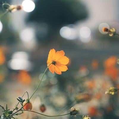 柔らかな光に照らされた一輪のコスモスの素材