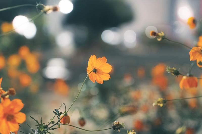 柔らかな光に照らされた一輪のコスモスの写真