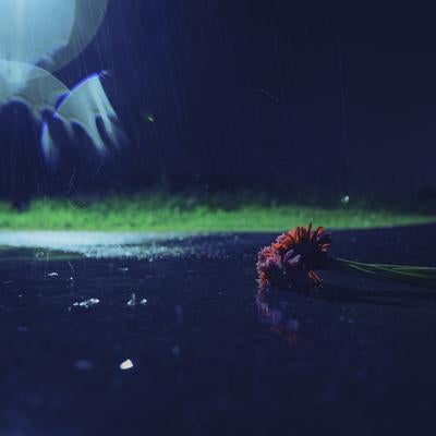 雨に濡れた夜の道路に落ちた赤い花と水たまりの写真