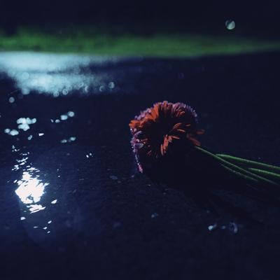 雨上がりの夜道に落ちた赤い花の写真