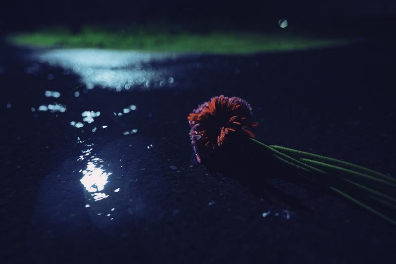 雨上がりの夜道に落ちた赤い花の写真