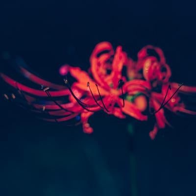 深い闇に浮かぶ曼珠沙華の素材
