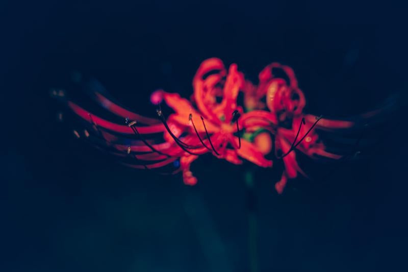 深い闇に浮かぶ曼珠沙華の写真