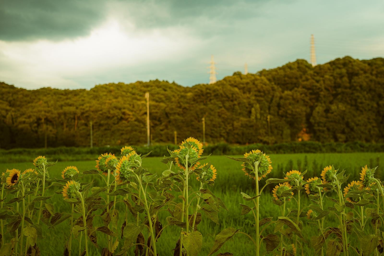 「一斉に同じ方向を向いたヒマワリの群生」の写真