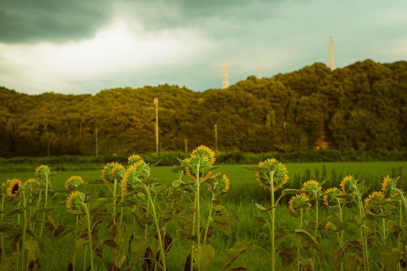 一斉に同じ方向を向いたヒマワリの群生の写真