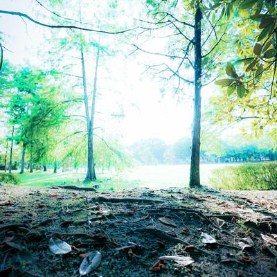 明るい陽光が差し込む公園の林の素材