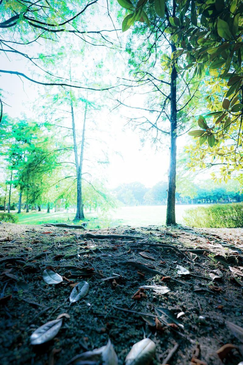 明るい陽光が差し込む公園の林の写真