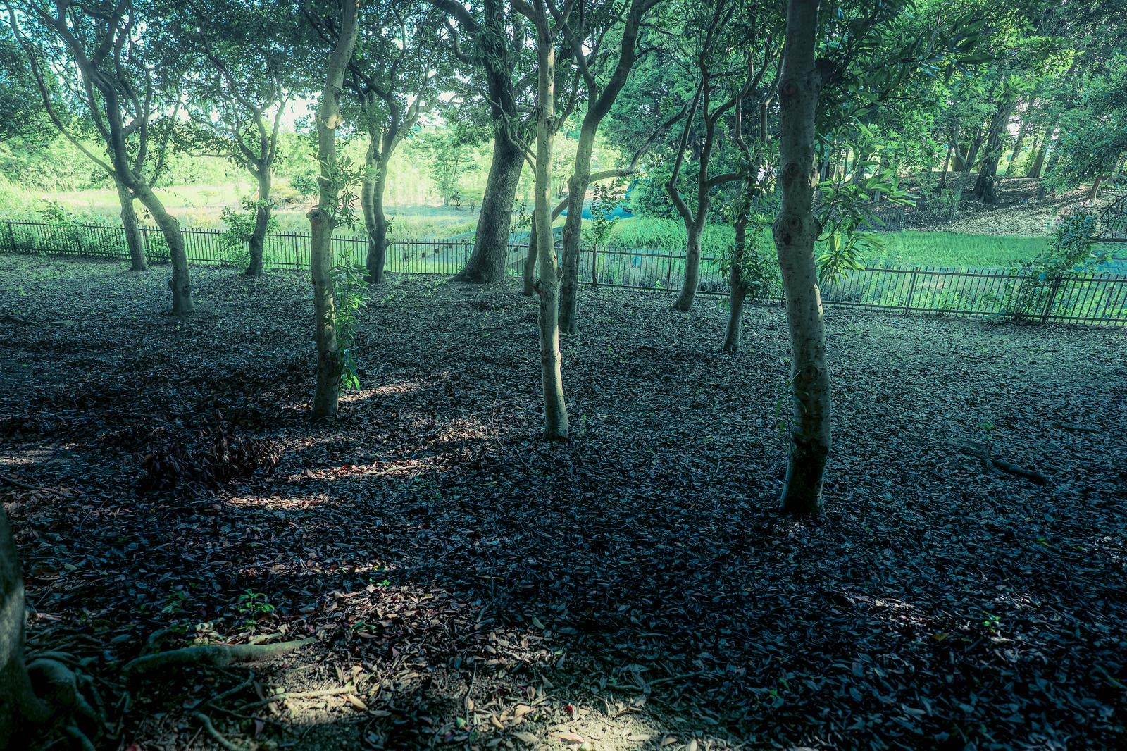 「公園の林に広がる静けさと落ち葉のじゅうたん」の写真