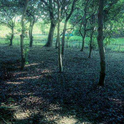 公園の林に広がる静けさと落ち葉のじゅうたんの素材