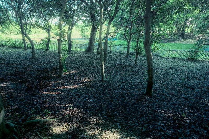公園の林に広がる静けさと落ち葉のじゅうたんの写真