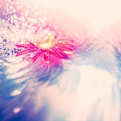 水面に浮かぶ一輪の花と波紋の写真