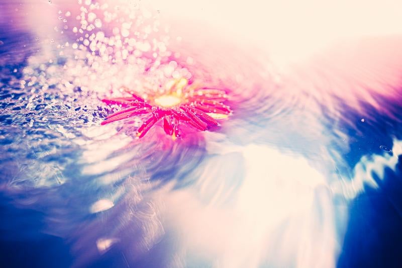 水面に浮かぶ一輪の花と波紋の写真