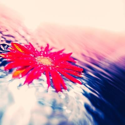 水面に浮かぶ鮮やかな赤い花と波紋の写真