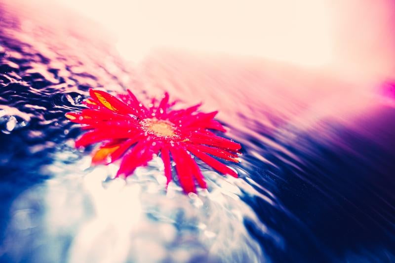 水面に浮かぶ鮮やかな赤い花と波紋の写真