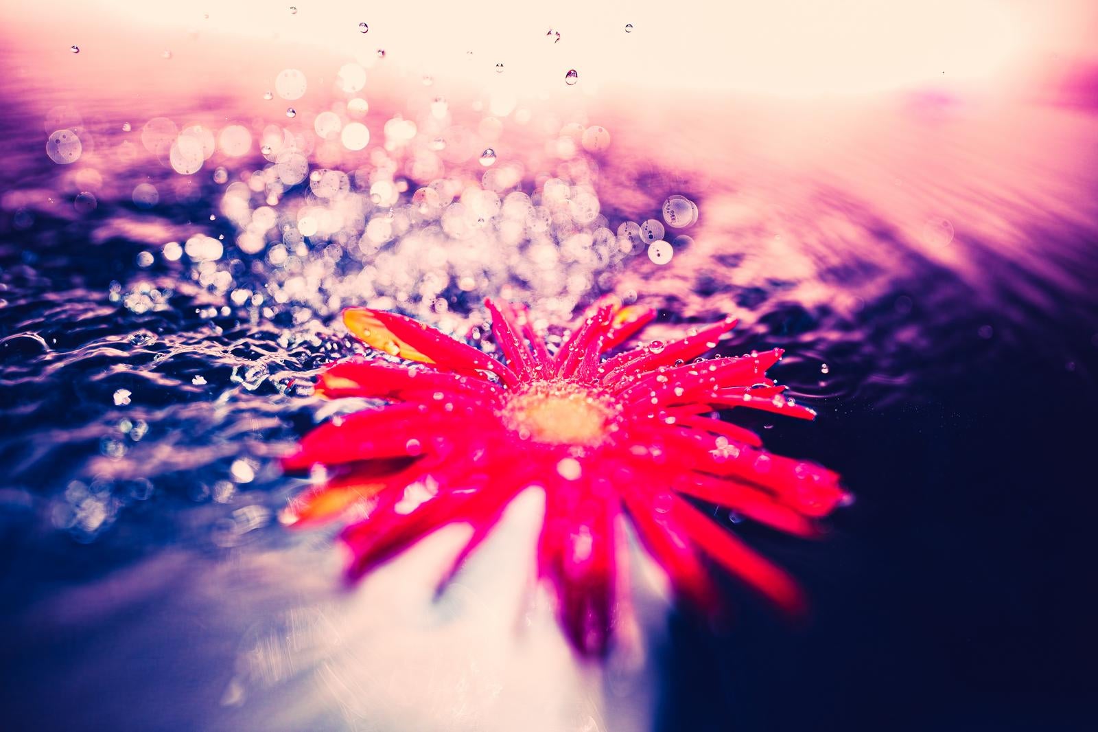 「降り注ぐ水滴と水面に輝く赤い花」の写真