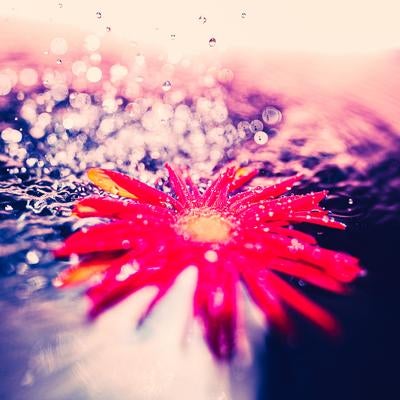 降り注ぐ水滴と水面に輝く赤い花の写真