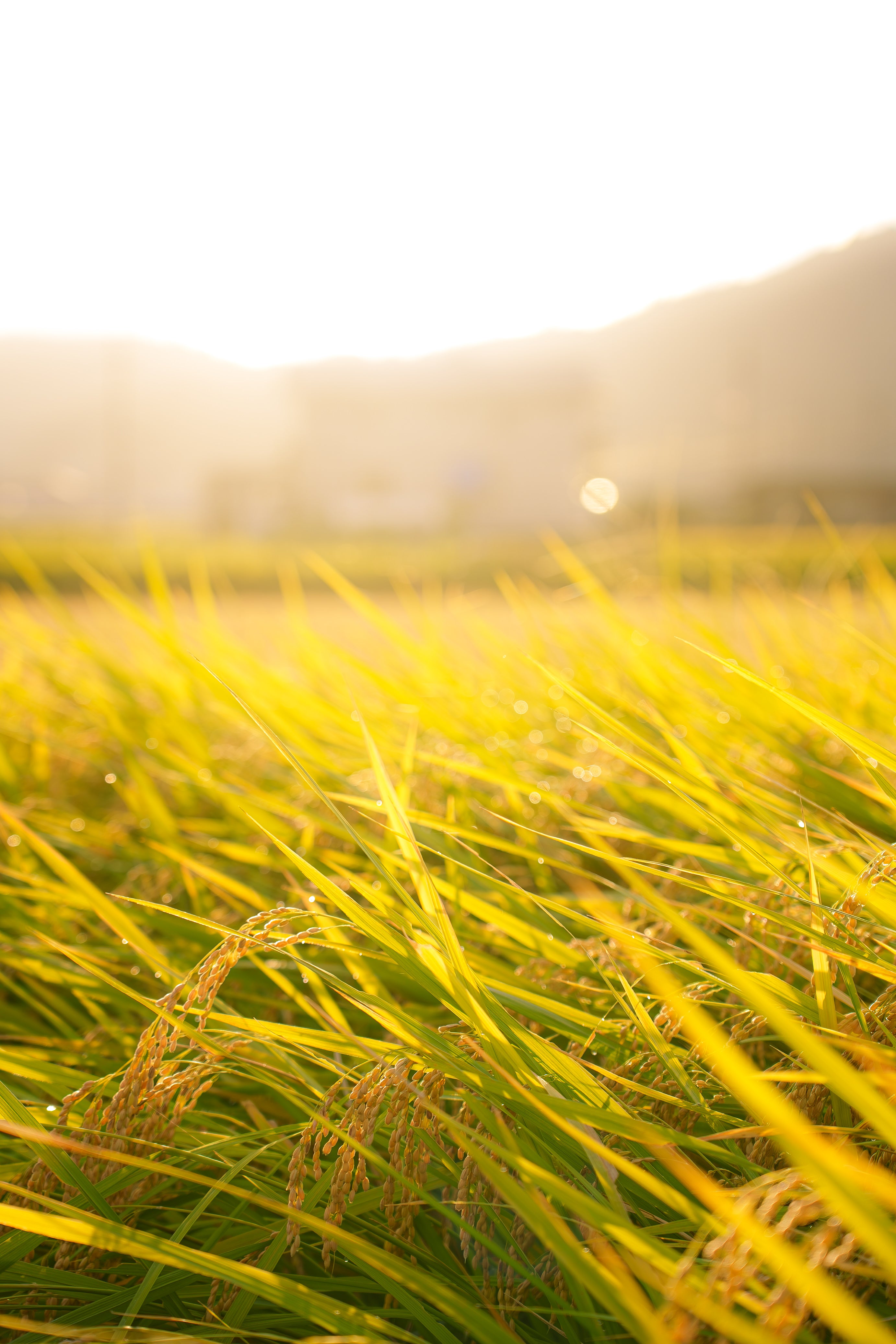 yudai-25101280038.jpg?&download=1