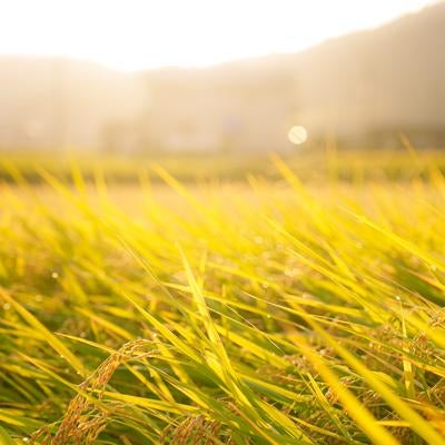 黄金色に輝く秋の稲穂の写真