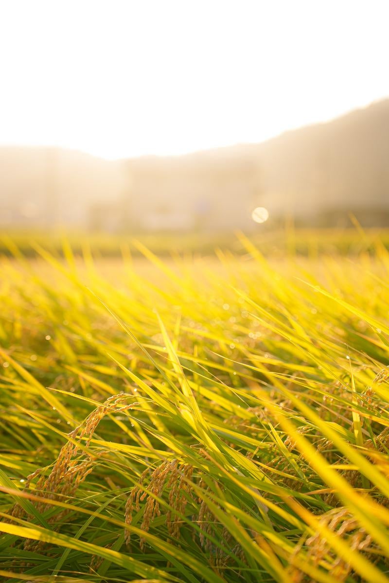 Golden Autumn Rice Ears Shining Bright