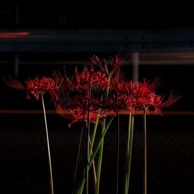夜の道路に咲く彼岸花の素材