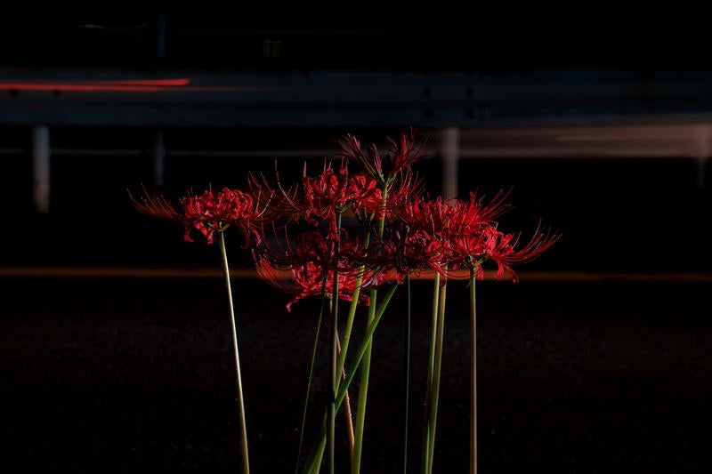 夜の道路に咲く彼岸花の写真
