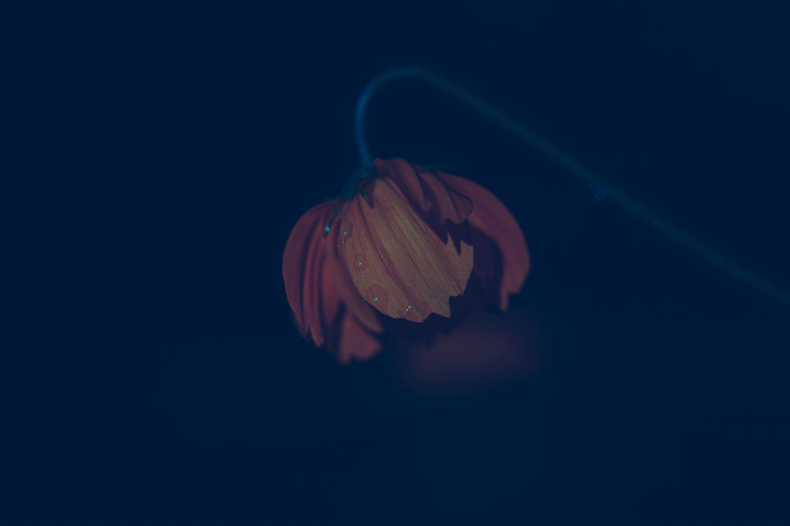 暗い青い背景に赤い花びらが浮かび上がり、表面に水滴が複数付着している