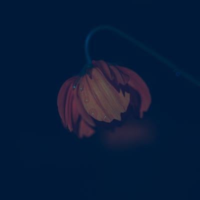 暗闇に浮かぶ赤い花びらに静寂を映す雫と露の写真