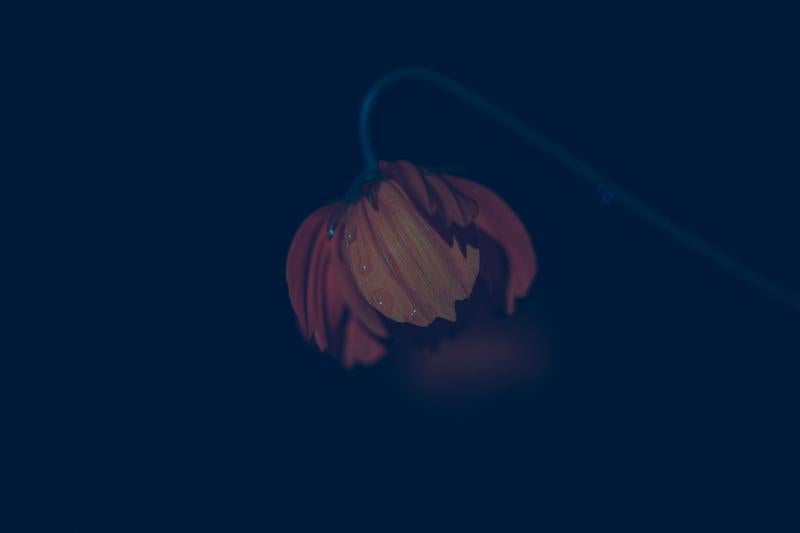 暗闇に浮かぶ赤い花びらに静寂を映す雫と露