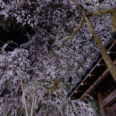 軒先の満開の夜桜の写真