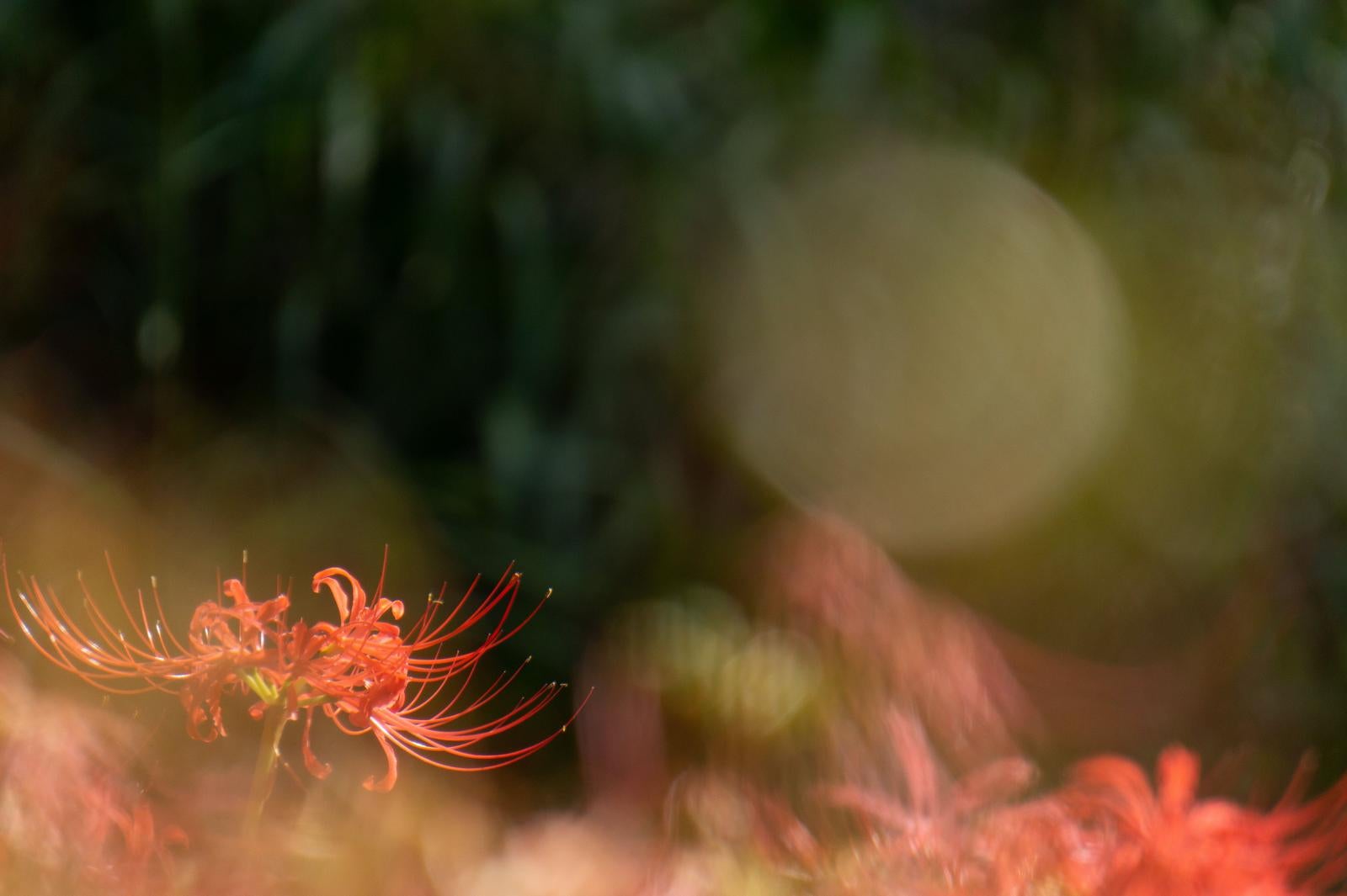 「光であふれる彼岸花」の写真
