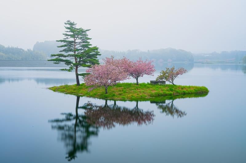日野川ダム湖に浮かぶ桜の木々の写真
