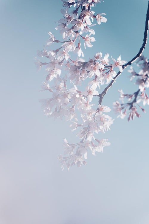 儚げ桜の写真