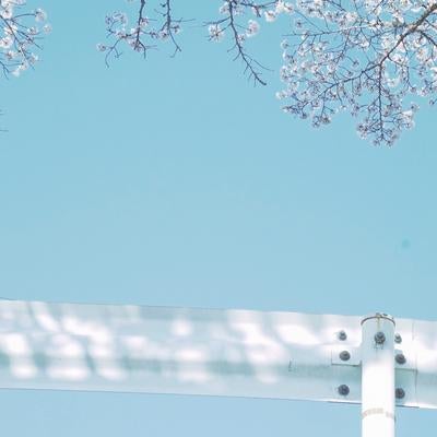 桜とガードレールの写真