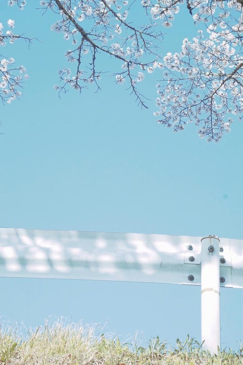 桜とガードレールの写真