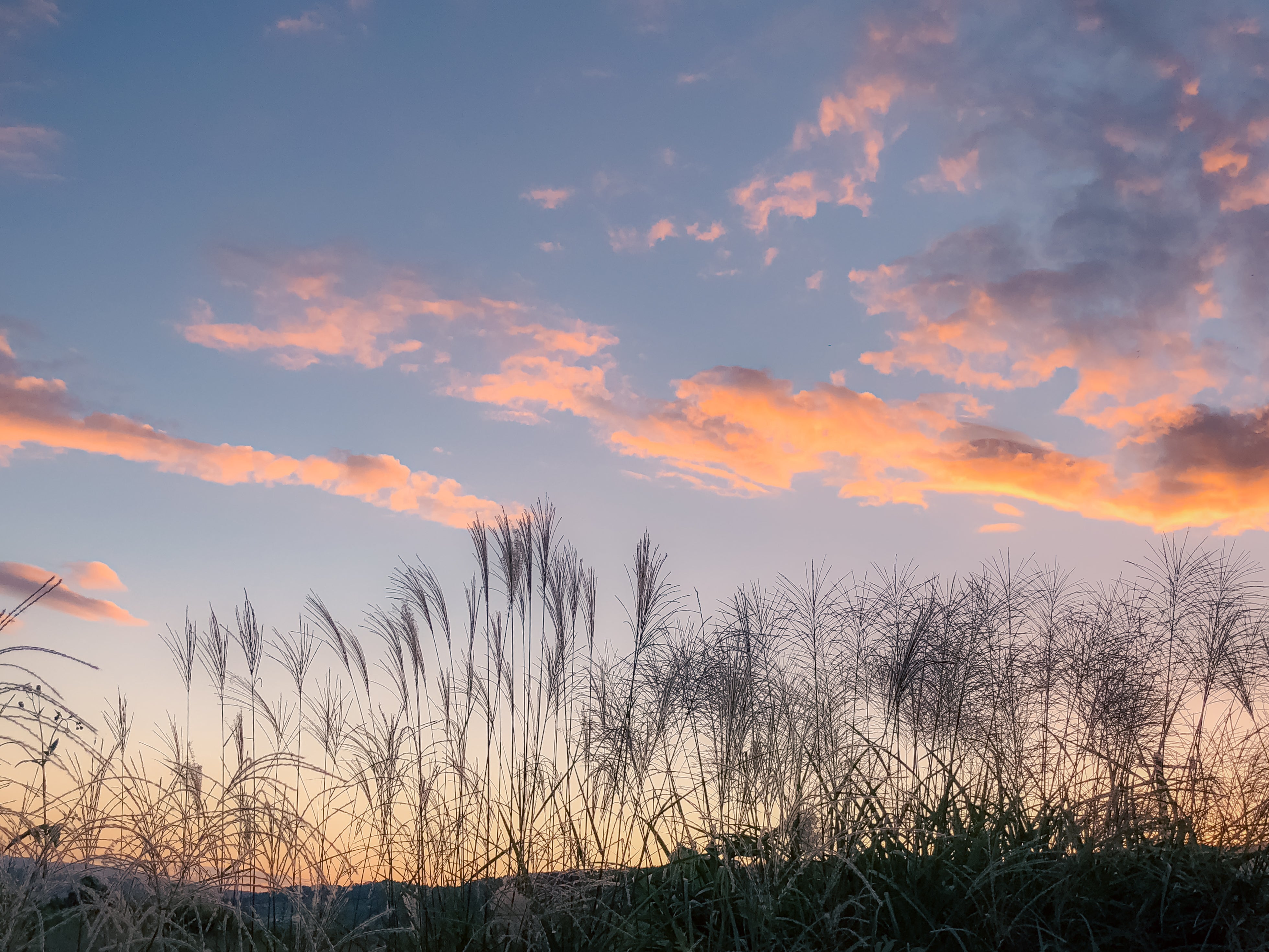 秋の夕暮れ時のヨシ(葦)の無料写真素材 - ID.88221｜ぱくたそ