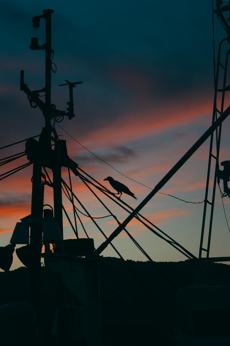 「朝焼けの港に浮かぶ船とカラスのシルエット」の写真