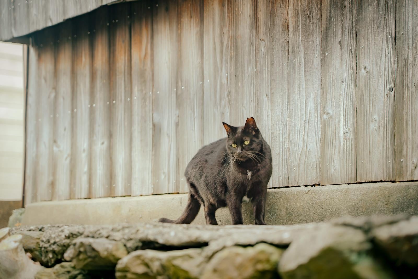 「古い町並みに溶け込む黒猫」の写真