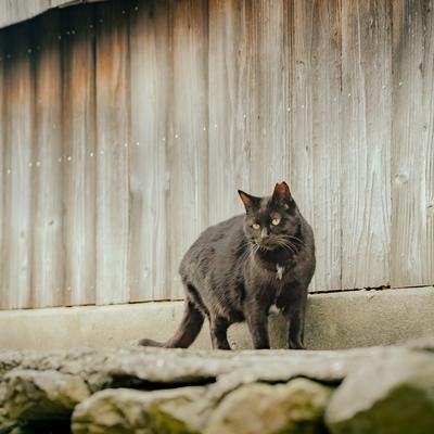 古い町並みに溶け込む黒猫の写真