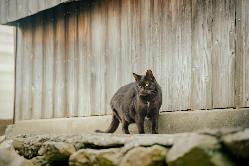 古い町並みに溶け込む黒猫の写真