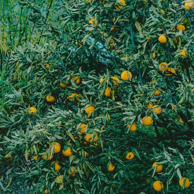 熟れた果実がたわわに実る柑橘畑の写真