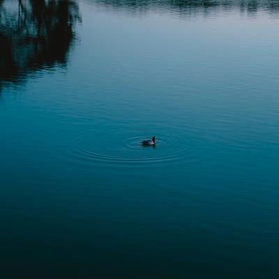 静かな湖面に浮かぶ1羽の鴨の写真
